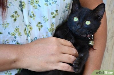 How to Clean Kittens