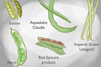 How to Grow Broad Beans