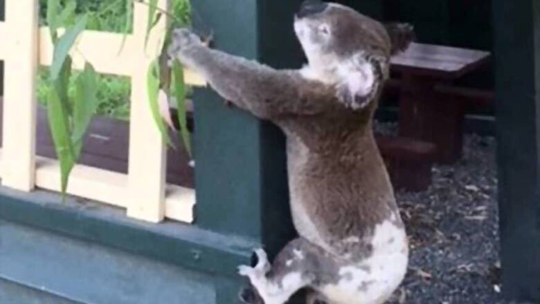 Bear Force One: VIP Koala Gets Seat on Flight from Germany to Scotland, See Pics