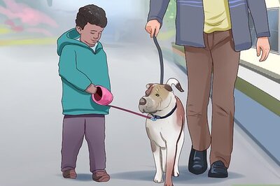 How to Walk a Big Dog As a Kid