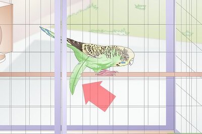 How to Tell when a Parakeet Is Sick