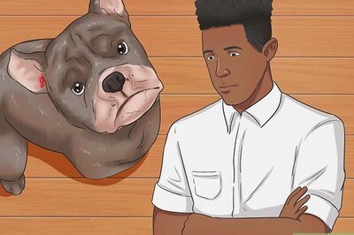 How to Stop a Dog's Ear from Bleeding