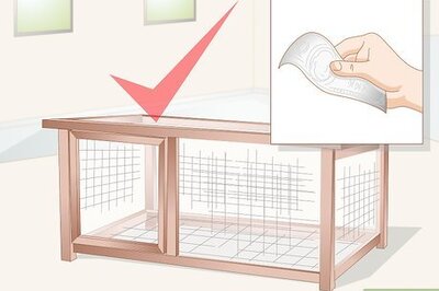 How to Care for a Chick