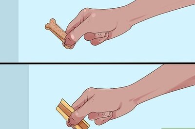 How to Train Your Dog to Not Run Away