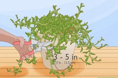 String of Dolphins Propagation: Water or Soil