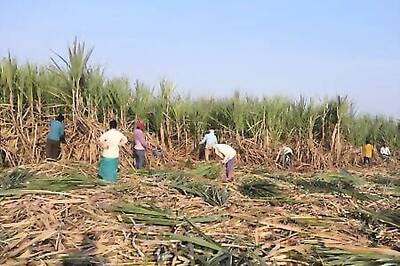 India's Sugar Crop Faces Delay in Harvesting With Covid-19 Plaguing Nation, Threatens Supply Disruption