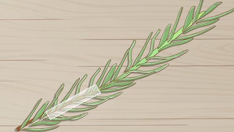 How to Grow Lavender from Cuttings