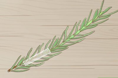 How to Grow Lavender from Cuttings