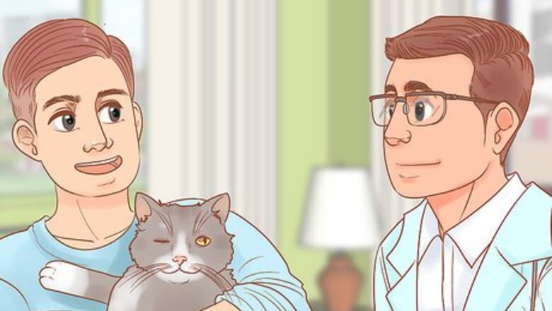 How to Protect Your Cat's Eyes
