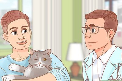 How to Protect Your Cat's Eyes