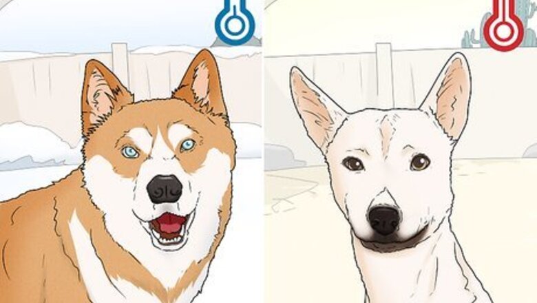 How to Choose a Dog Suitable for Your Climate