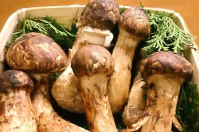 Priced At Rs 1.5 Lakh Per Kg, This Is One Of World's Most Expensive Varieties Of Mushroom