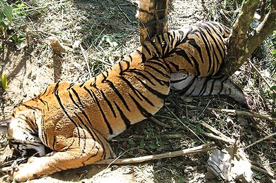 Second in Less Than a Week, Tiger Dies Close to BJP Leader's Farmhouse in Bandhavgarh Reserve
