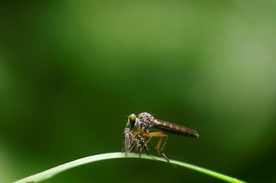 Bacteria-infected Brazilian Mosquitoes Pack a Punch in Dengue Fight
