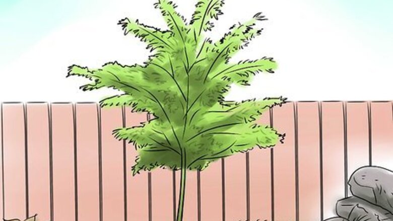 How to Grow a Japanese Maple