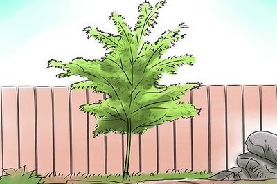 How to Grow a Japanese Maple