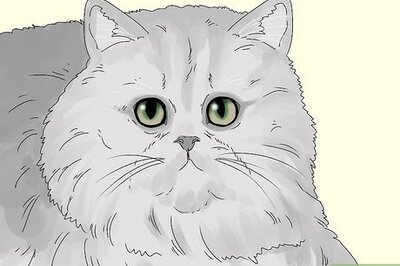 11 Simple Ways to Tell You Have a Persian Cat
