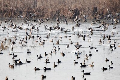 Centre Notifies New Rules For Preservation of Wetlands
