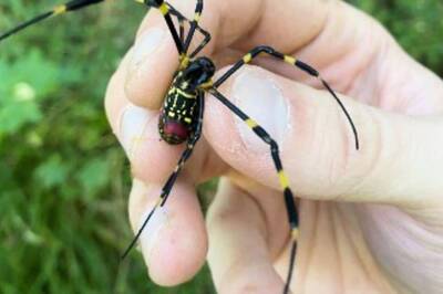 Giant Spiders Poised to Colonise Southern US, But That May Be A Good Thing