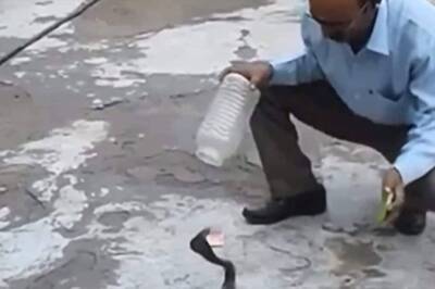 Watch: Man Traps Snake In Plastic Container Like A Pro