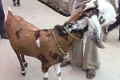 Goat Priced At Rs 1 Crore Ahead Of Eid Al-Adha, Finds Few Takers