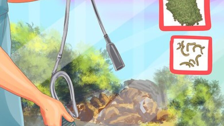 How to Clean a Fiddler Crab Tank