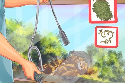 How to Clean a Fiddler Crab Tank