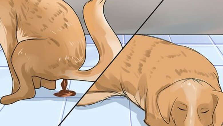 How to Diagnose Canine Infectious Hepatitis