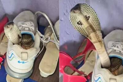 Check Your Shoes: Video Of Cobra Hiding In Footwear Unlocks New Fear