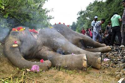 Three More Elephants Die in Sri Lanka in Suspected Poisoning, Toll Reaches Seven