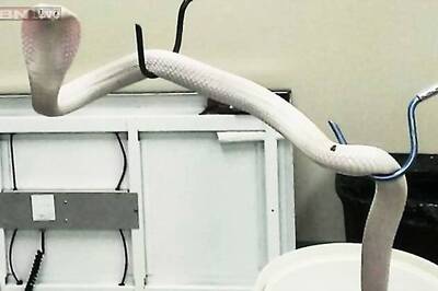 Famous Southern California white cobra gets Hindi name 'Adhira'