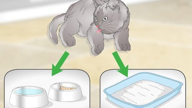 How to Like Cats
