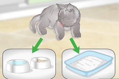 How to Like Cats