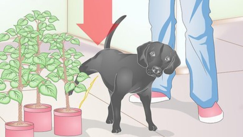 How to Buy Dog Diapers