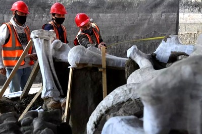 Mammoth Graveyard Unearthed at Mexico City's New Airport