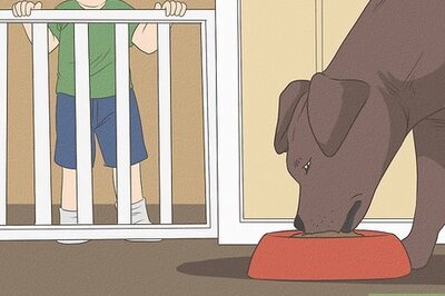 How to Choose a Place for Your Dog to Eat