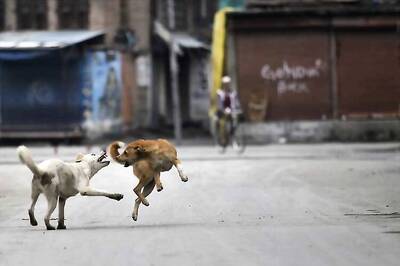 Kochi corporation starts 'microchipping' pet dogs