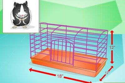 How to Keep a Hamster Healthy
