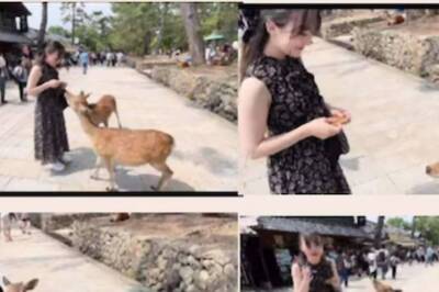 Video Of Deer Greeting Woman In Japanese Style Is Too Adorable To Miss