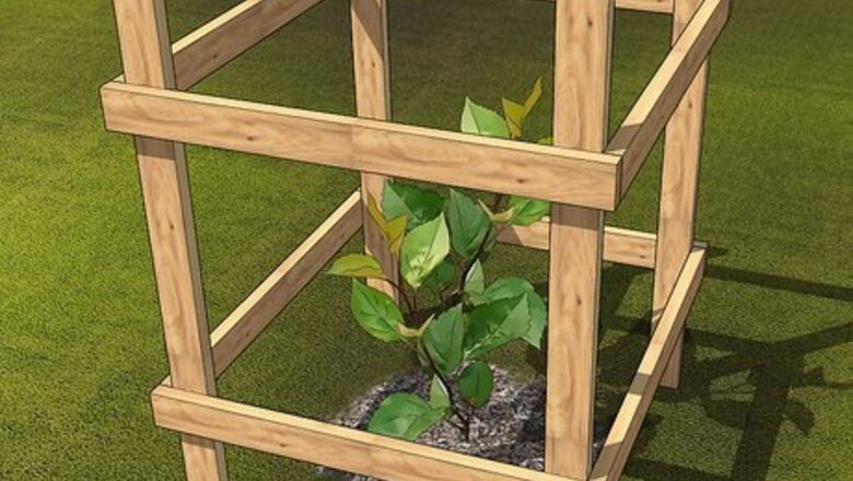 How to Prune a Quince Tree