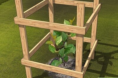 How to Prune a Quince Tree