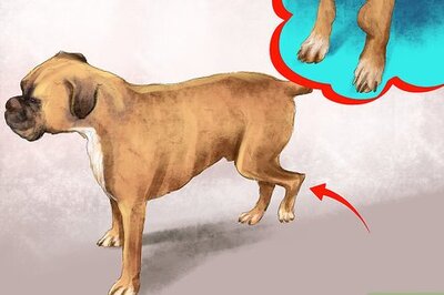 How to Diagnose Bone Diseases in Growing Dogs