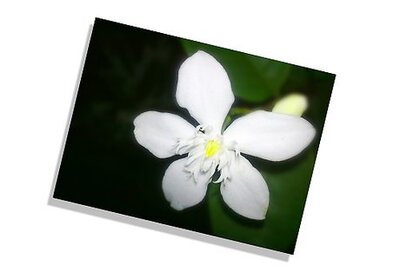 How to Turn a Photo Into a Puzzle