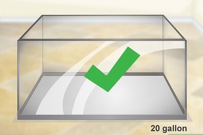 How to Breed Freshwater Angelfish