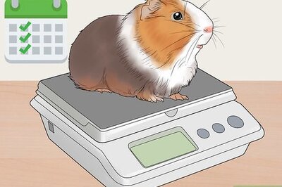 How to Get Your Guinea Pig to Lose Weight