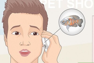 How to Dispose of Aquarium Fish