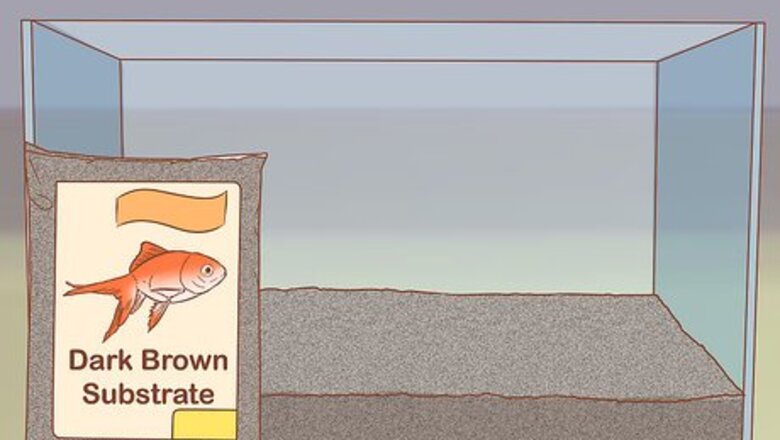 How to Make Your Fish Tank Look Professionally Designed