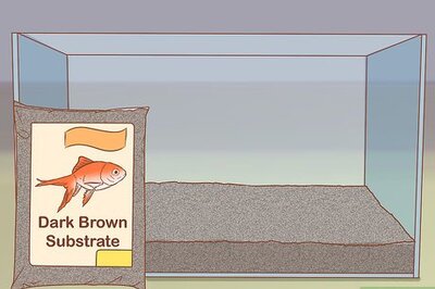 How to Make Your Fish Tank Look Professionally Designed