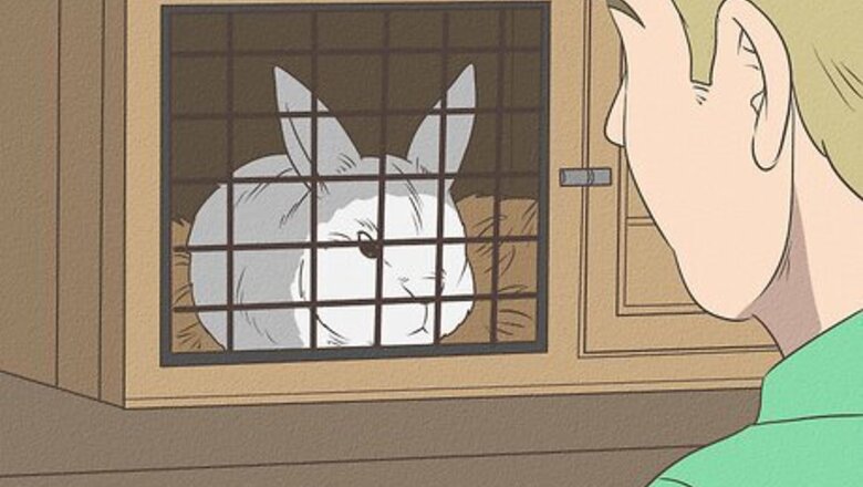 How to Earn Your Rabbit's Trust