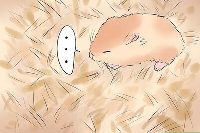 How to Treat Your Hamster's Broken Leg